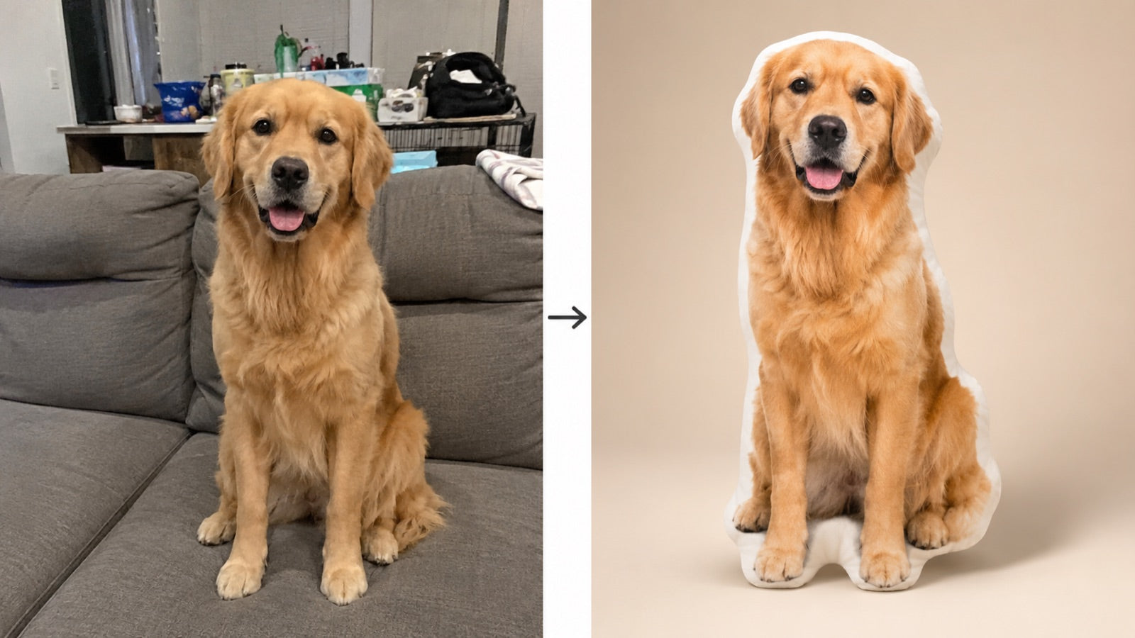 Voor en na: foto van een golden retriever wordt een kussen op maat